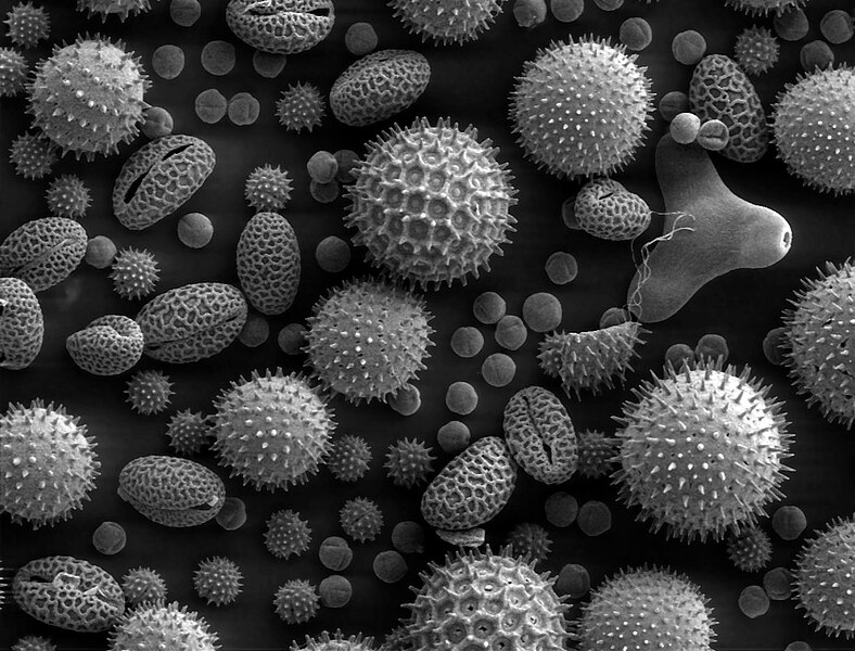Pollens MEB 